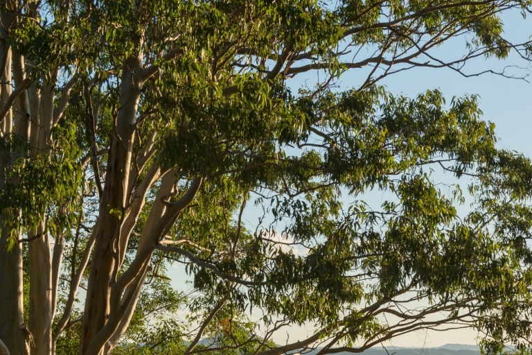 昆士兰州，努沙国家公园，观景点日落音乐会 © 澳大利亚旅游局版权所有