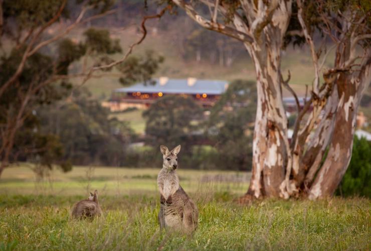 新南威尔士州，蓝山，两只袋鼠在沃根谷阿联酋 One&Only 唯逸度假酒店上方小山上的草地中© 澳大利亚精品酒店系列