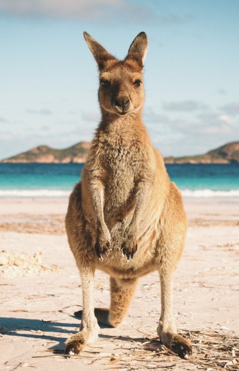 kangaroo