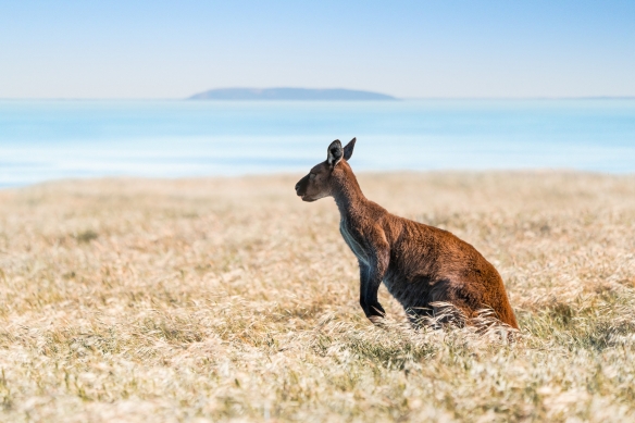 南澳大利亚州，袋鼠岛，汉森湾保护区的考拉 ©澳大利亚旅游局版权所有