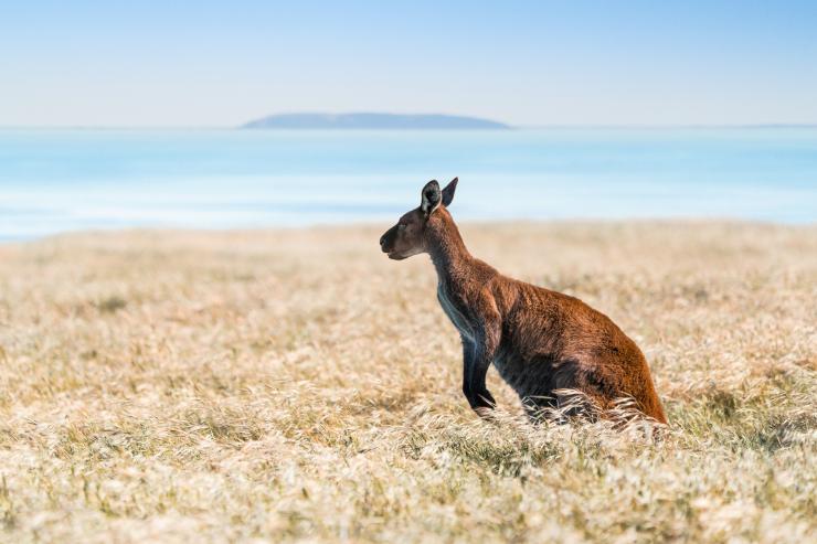 南澳大利亚州，袋鼠岛，中河 © 南澳大利亚旅游局版权所有