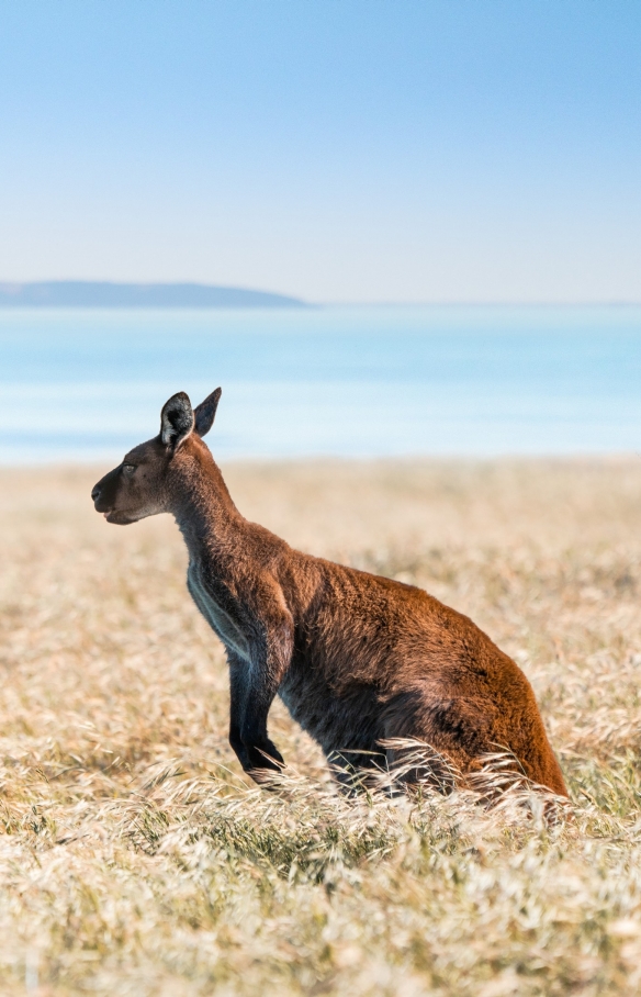 南澳大利亚州，袋鼠岛，中河 © 南澳大利亚旅游局版权所有