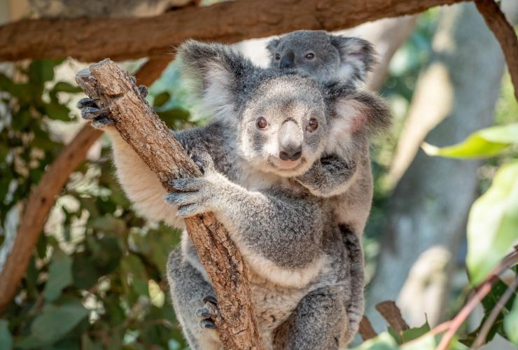 昆士兰州，布里斯班，龙柏考拉保护区 © 澳大利亚旅游局版权所有