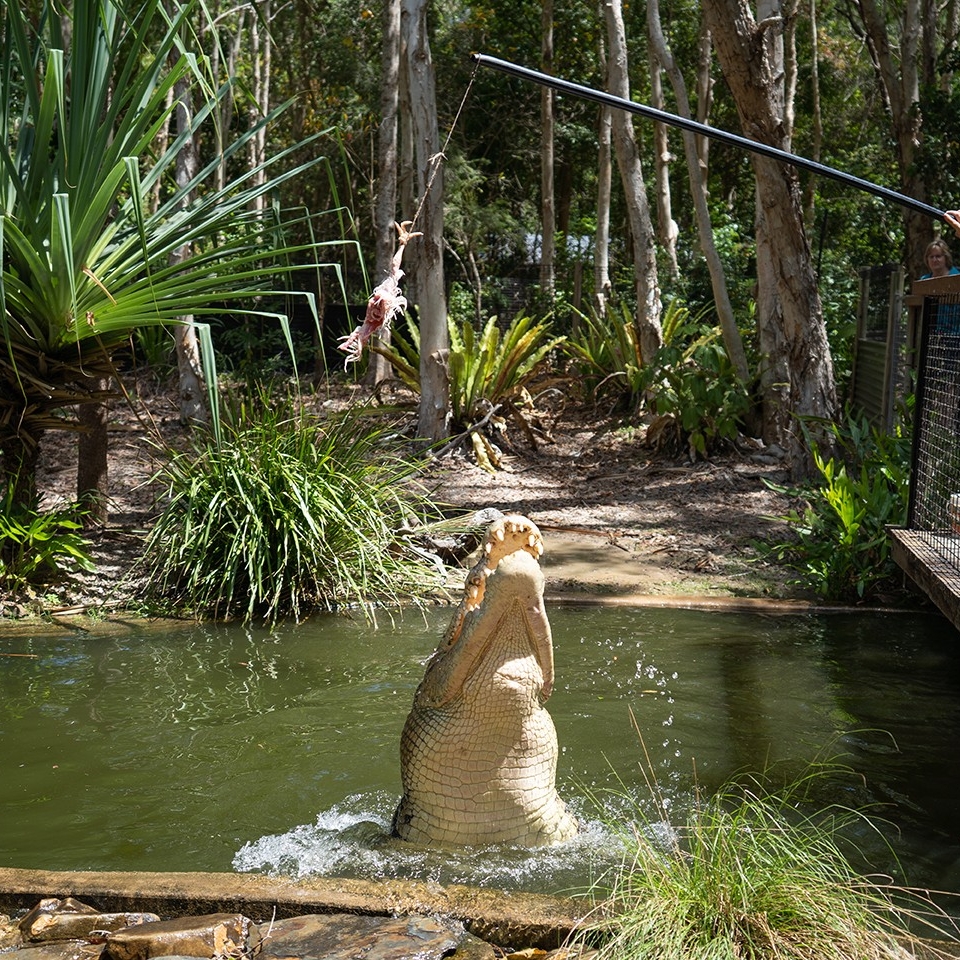 昆士兰州，旺戈蒂，哈特利鳄鱼探险公园 © 澳大利亚旅游局版权所有