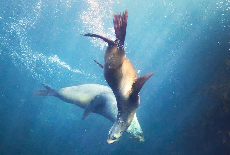 塔斯马尼亚州，布鲁尼岛，海狮 © 澳大利亚旅游局版权所有