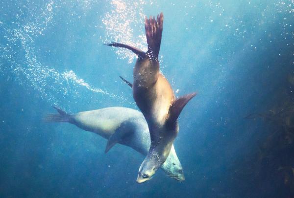 塔斯马尼亚州，布鲁尼岛，海狮 © 澳大利亚旅游局版权所有