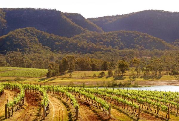 新南威尔士州，猎人谷，奥德丽 · 威尔金森酒庄葡萄园