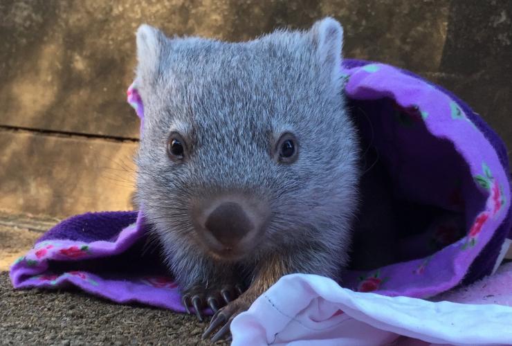 Wombat, Bonorong Wildlife Sanctuary, Tasmania © Bonorong Wildlife Sanctuary Wombat, Bonorong Wildlife Sanctuary, Tasmania © Bonorong Wildlife Sanctuary
