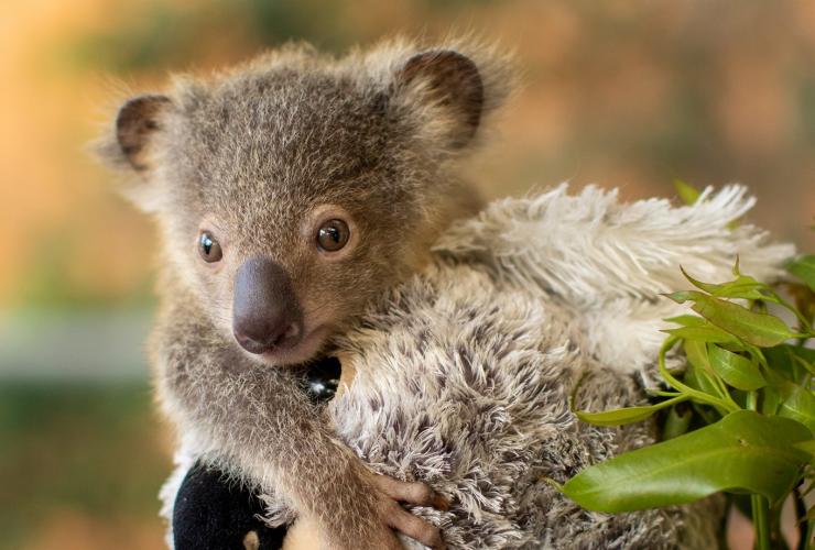 Adopt an Animal, Currumbin Sanctuary, Gold Coast, Queensland © Currumbin Sanctuary Adopt an Animal, Currumbin Sanctuary, Gold Coast, Queensland © Currumbin Sanctuary