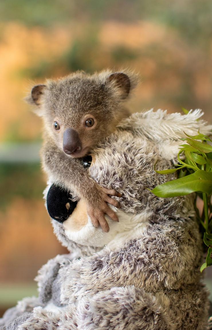 昆士兰州，黄金海岸，可伦宾野生动物保护区，领养动物 © 可伦宾野生动物保护区版权所有