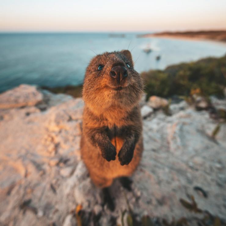 西澳大利亚州，罗特尼斯岛，短尾矮袋鼠 © James Vodicka