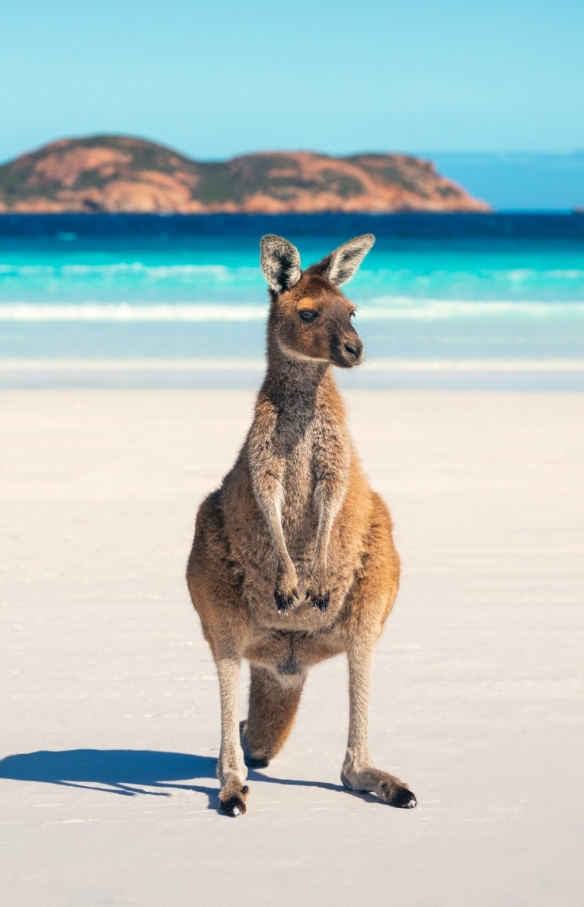西澳大利亚州，幸运湾，袋鼠 © 澳大利亚旅游局版权所有