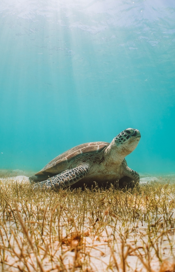 Turtle, Casuarina Beach, Lizard Island, Queensland © Tourism Australia