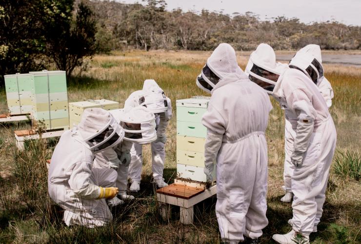 赛菲尔菲欣纳度假村的养蜂体验 ©  赛菲尔菲欣纳度假村