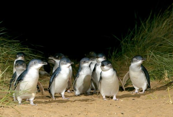 维多利亚州，菲利普岛，菲利普岛天然公园 © 菲利普岛天然公园版权所有