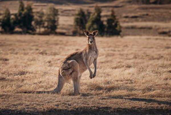 新南威尔士州，蓝山，沃根谷阿联酋 One&Only 唯逸度假酒店的袋鼠© 沃根谷阿联酋 One&Only 唯逸度假酒店