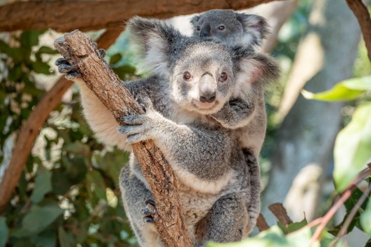 昆士兰州，龙柏考拉保护区，考拉 © 澳大利亚旅游局版权所有