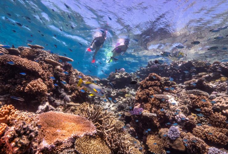 昆士兰州，梦幻时光潜水和浮潜之旅，在洛岛的大堡礁浮潜 © 昆士兰州旅游及活动推广局版权所有