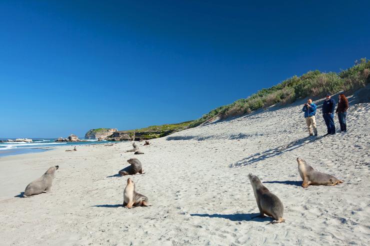 南澳大利亚州，袋鼠岛，南大洋酒店，日落平台 © guillaume de laubier 版权所有