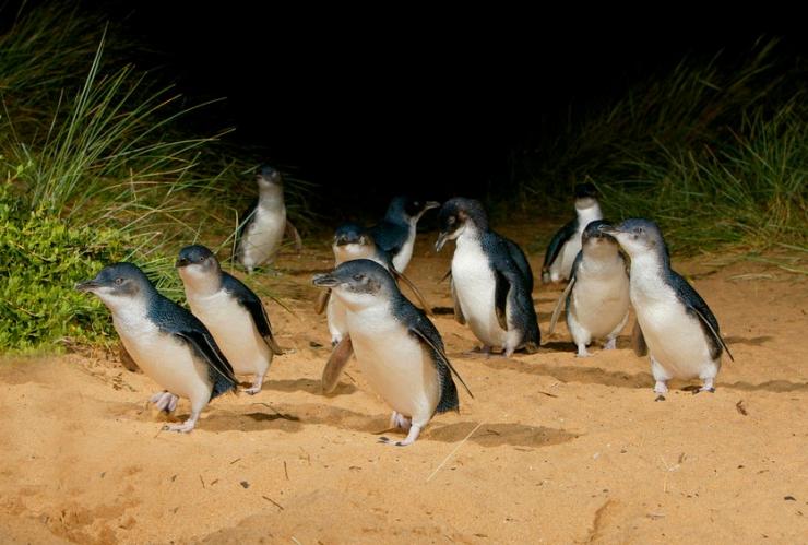 维多利亚州，菲利普岛企鹅归巢 © 菲利普岛天然公园版权所有