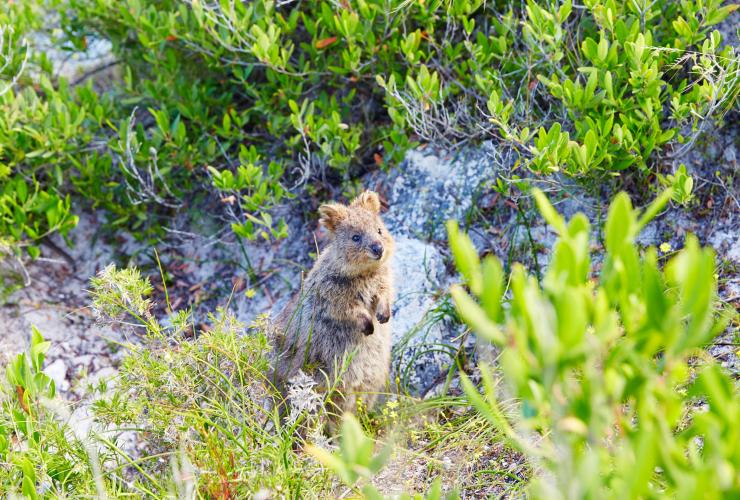 西澳大利亚州，罗特尼斯岛，短尾矮袋鼠 © 西澳大利亚州旅游局版权所有
