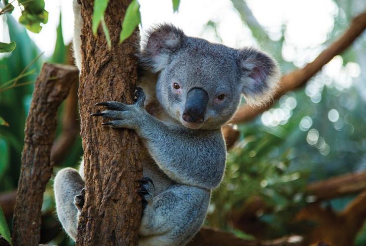 新南威尔士州，悉尼，悉尼野生动物园的考拉 © 澳大利亚旅游局版权所有