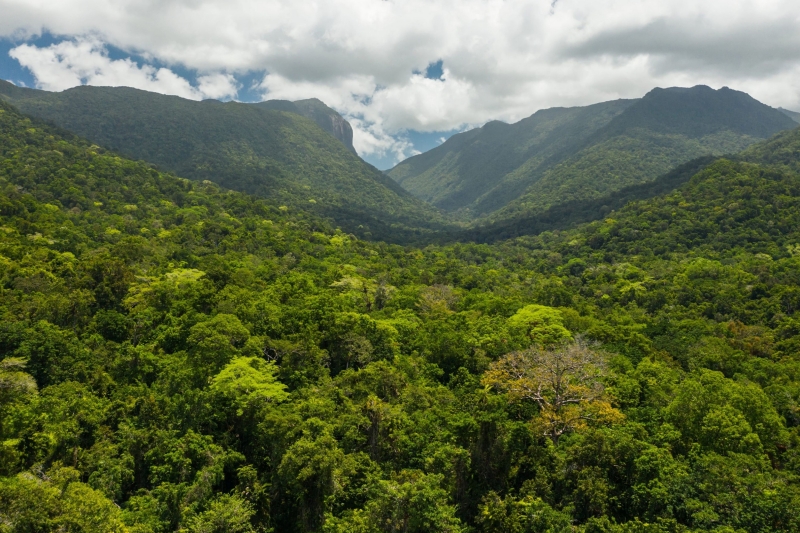 昆士兰州，戴恩树，俯瞰莫斯曼峡谷热带雨林树冠 © 澳大利亚旅游局版权所有
