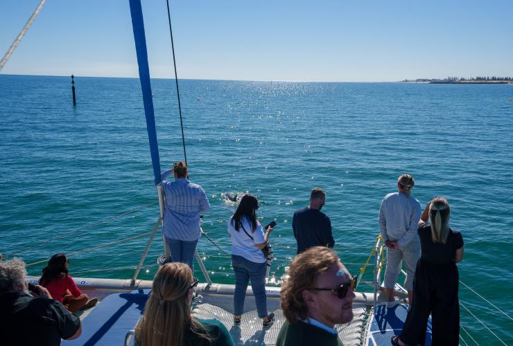 在格雷尔附近的宁静水域观看海豚游泳 © 魅力航海之旅版权所有